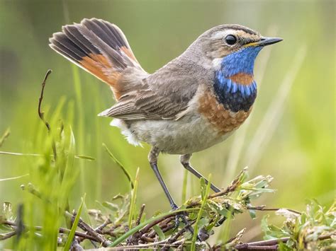 with a distinct blue throat patch that stands out against a background of brown feathers this