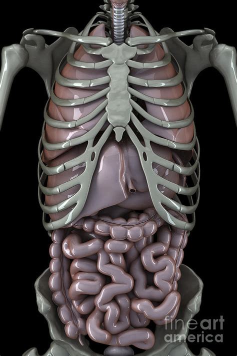Skeleton And Internal Organs Photograph By Science Picture Co Fine