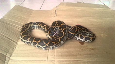What does ular sawa mean in indonesian? Ular sawa burma makan tikus - YouTube