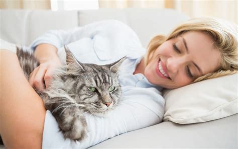 Cuddling Cats Are Certain Breeds Better Ultimate Pet Nutrition
