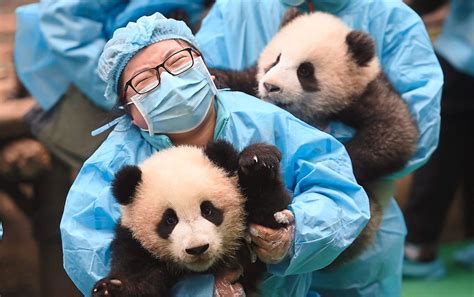 A Panda Nanny Shares Her Experience With Her ‘babies The Star
