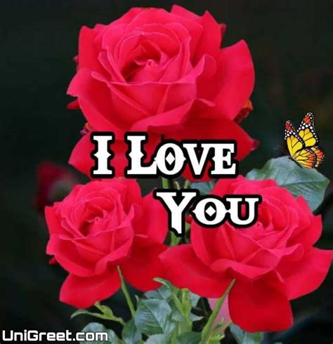 Top 55 Beautiful I Love You Roses Images Photo Pics Wallpaper Download