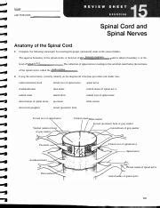 Lab Pdf Exercise Review Sheet Spinal Cord And Spinal Nerves My Xxx