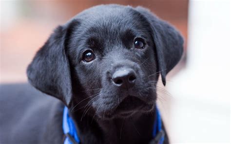 Black Labrador Wallpapers Wallpaper Cave