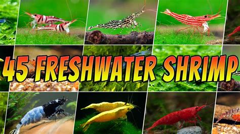 45 Stunning Freshwater Aquarium Shrimps Rare And Common Shrimp Varieties