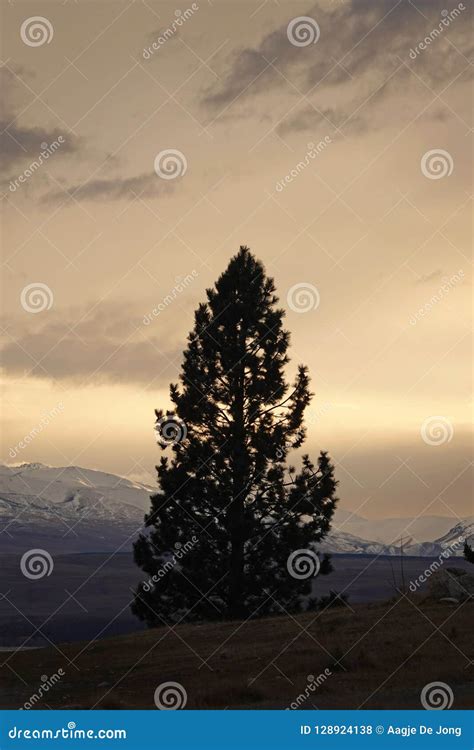 Golden Pine Tree Of Lake Pukaki At Sunrise In New Zealand Stock Photo