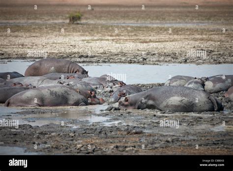 Hippopotamus Amphibius Hippos Lying In Mud Vwaza Marsh Game Reserve