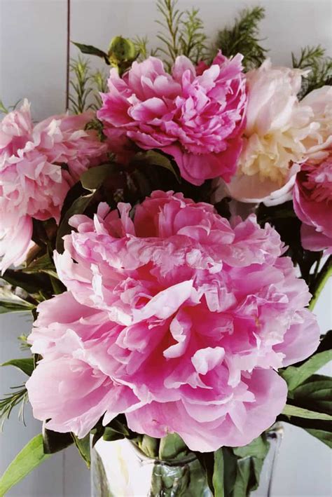 How To Cut And Preserve Fresh Peonies For Entertaining