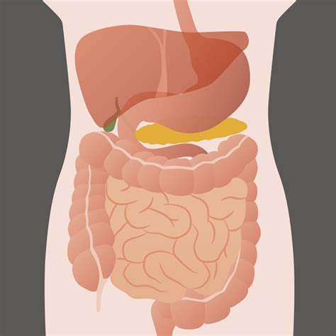 10 Facts About Your Gut Probiotics Learning Lab