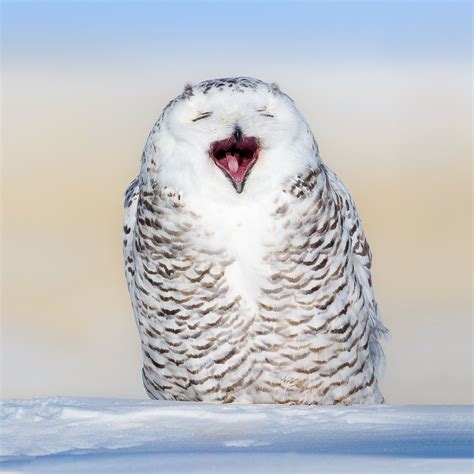 Snowy Owl Funny Face 2 雪鸮（snowy Owl），拍摄于呼伦贝尔草原。 Snowy Owl Owl