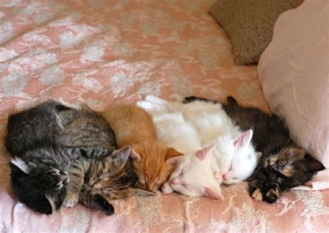 Six Foster Kittens Now Napping Sleeping Kitten Foster Kittens