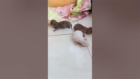 ثلاث قطط لسه مولوده صوت قطط صغيره Youtube