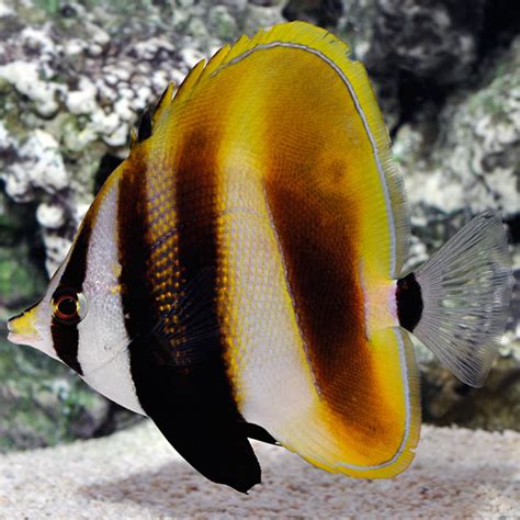Hi Fin Coradion Butterflyfish Saltwater Aquarium Fish