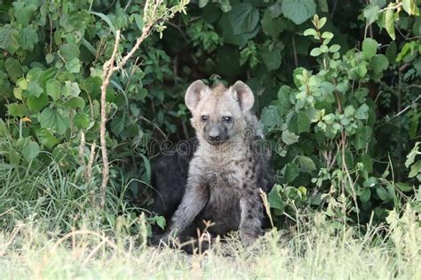 Spotted Hyena Cubs In The Grass Of The African Savannah Stock Photo