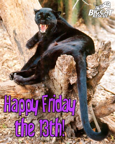 We still love our black cats! :) | Happy friday the 13th, Friday the 13th quotes, Friday the 
