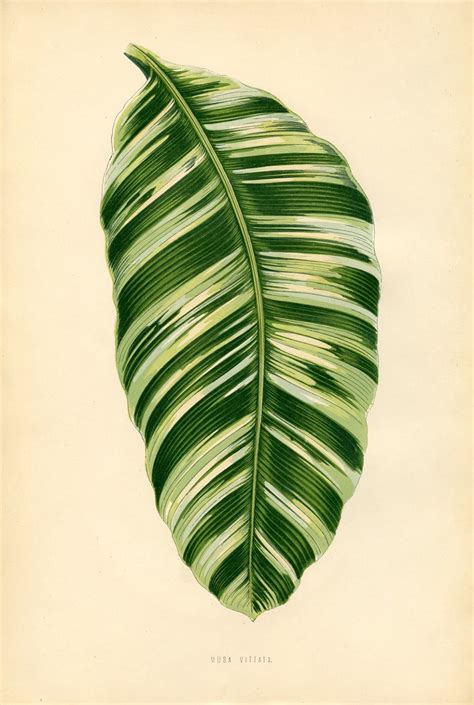 Vintage Printable Gorgeous Leaf Botanical Botanical Drawings