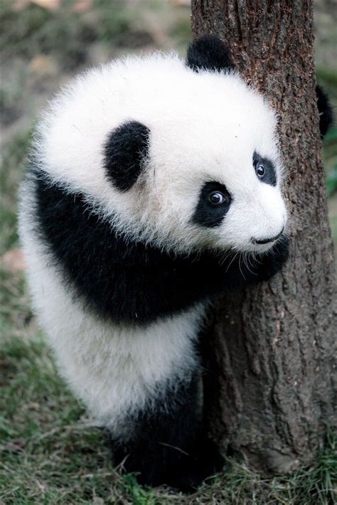 15 Funny Pandas To Brighten Your Day Cocopipi Cute Panda Baby