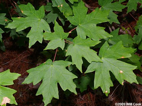 Southern Sugar Maple Acer Floridanum