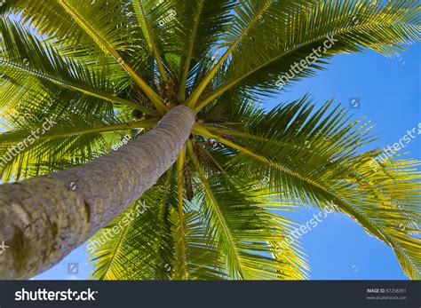 Coconuts Palm Tree Perspective View From Floor High Up Stock Photo