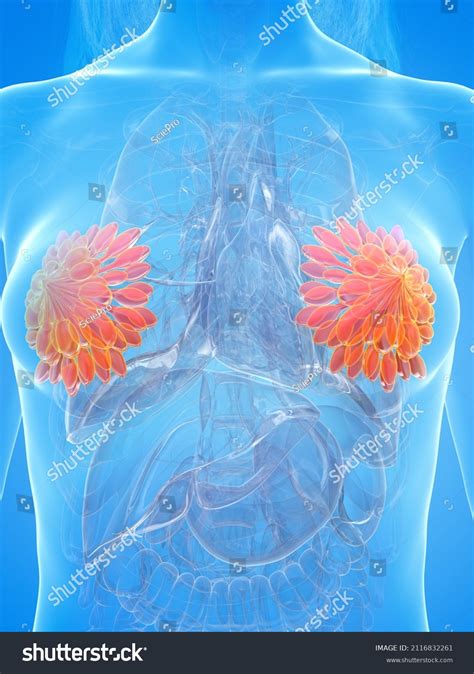 Female Mammary Glands Images Stock Photos Vectors Shutterstock