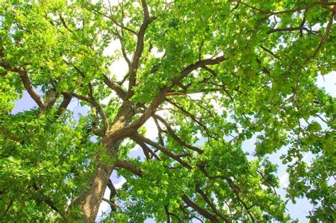 Green Oak Tree In The Morning Sun Stock Photo Colourbox