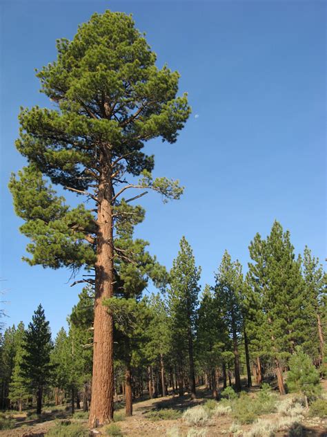 Pin By Timo Meresmaa On Puut Types Of Pine Trees Tree Seedlings Tree