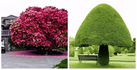 15 Of The Most Beautiful And Unusual Trees On The Planet