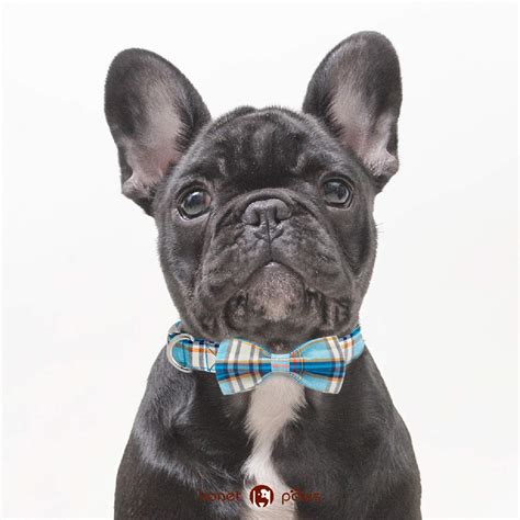 Lovable, charismatic puppies 🥰 i have stunning blue tan lilac platinum french bulldog puppies. French Bulldog Collars-Top 5 Pick for 2019 — AskFrenchie.com