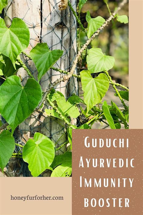 Guduchi Amrita Tinospora Cordifolia Uses Benefits Properties