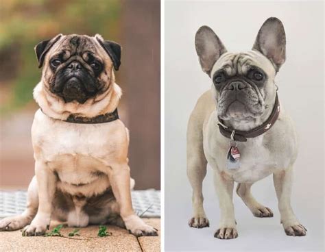 Pug Vs French Bulldog Whats The Difference My Dogs Name