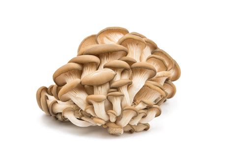 Top 12 Faqs About Growing Gourmet Mushrooms For Profit