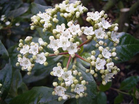 7 Fragrant Favorites Winter Flowering Scented Shrubs