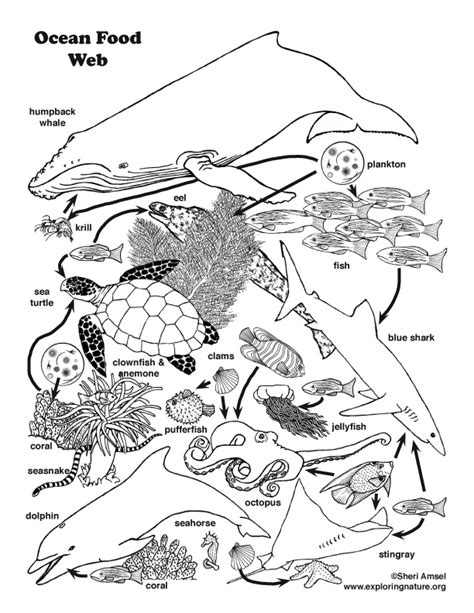 Food Chain Coloring Pages At Free Printable