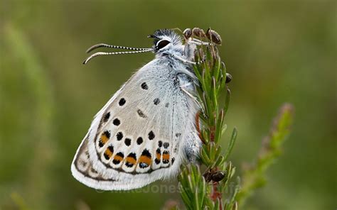 Silver Studded Blue Butterfly Emerging From Ants Nest