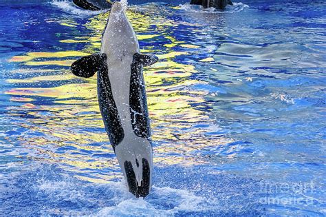 Killer Whale Jumps Photograph By Benny Marty Fine Art America