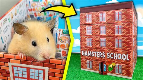 Hamster School Maze 🏫 5 Level Maze For Hamsters Show Youtube