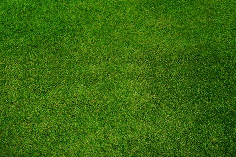 Latar Belakang Tekstur Rumput Hijau Tampilan Atas Foto Stok Unduh