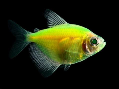 5 Great Tank Mates For Glofish Tetras Compatibility Guide 2024 Hepper