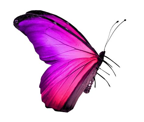 Imagen De PNG De Mariposa Rosa Real PNG Arts