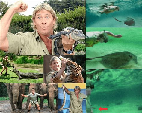 Australian zookeeper, conservationist, and tv programmer Steve Irwin