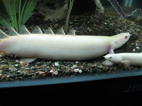 Polypterus Senegalus Albino 15cm á 18cm Fundo Do Mar Aquarismo