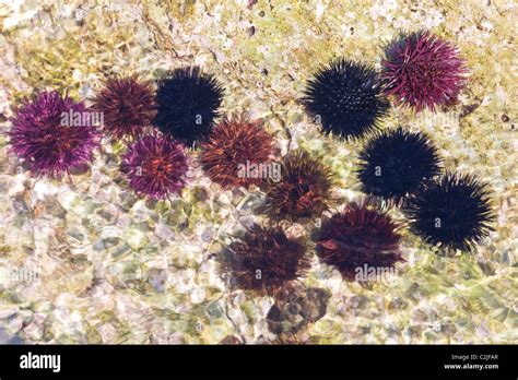 Sea Urchins Echinoidea Spiny Sea Creatures Stock Photo Alamy