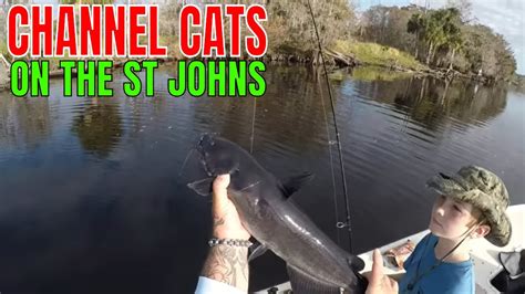 CATCHING FRESHWATER CHANNEL CATFISH IN THE ST. JOHNS RIVER - YouTube