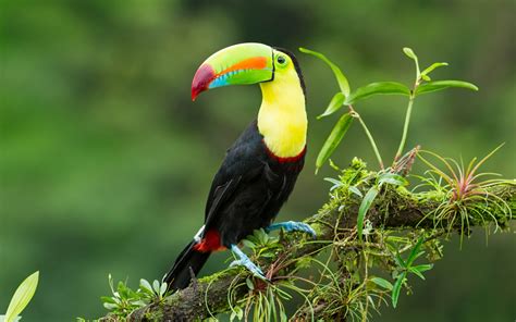 Colourful Tucan on a branch Wallpaper Hd : Wallpapers13.com