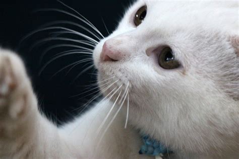 Adorable White Cat Close Up Free Stock Photo Public Domain Pictures