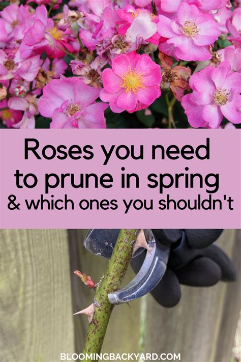 An Easy Guide To Pruning Roses In Spring And When To Wait Rose Plant Care Rose Care Dahlias