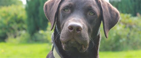 Doch für einige lief das training anders als erwartet. Labrador retriever Bailey - 2014 - Bailey er en dejlig ...