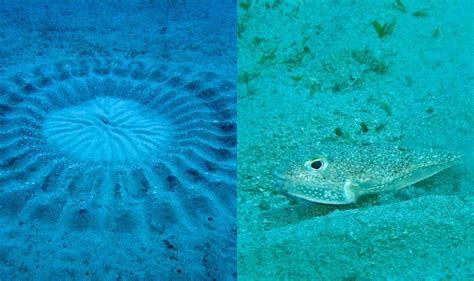 Pufferfish Creates Beautiful Underwater Designs On Sand To