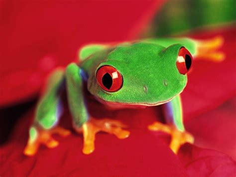 Hd Frog Wallpapers Top Free Hd Frog Backgrounds Wallpaperaccess