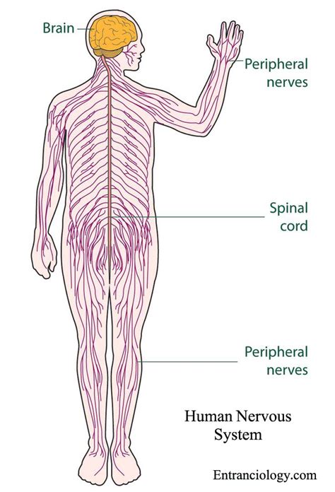 Nervous System Diagram Nervous System Structure Function And Diagram Gambaran